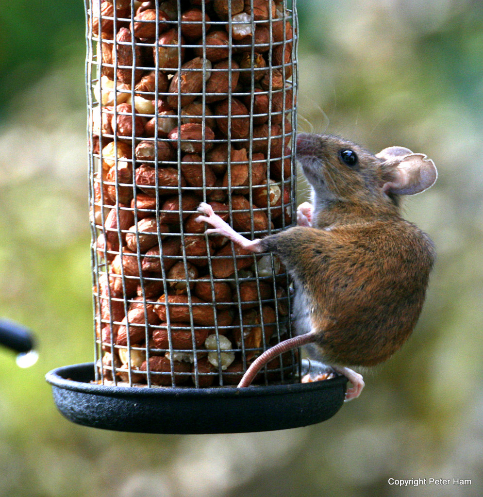 bird feeding station