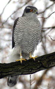 goshawk uk