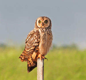 short eared owl