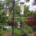 Kingfisher Bird Feeding Station